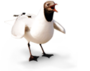 Möwe