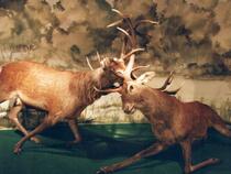 Forst- und Jagdmuseum Ferdinand von Raesfeld