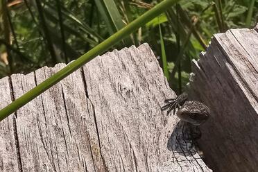 Rundwanderweg Darßer Ort - Eidechse