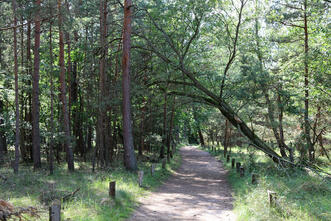 Rundwanderweg Darßer Ort - Nationalparkwald