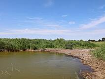 Borner Holm - Badestelle für Pferde