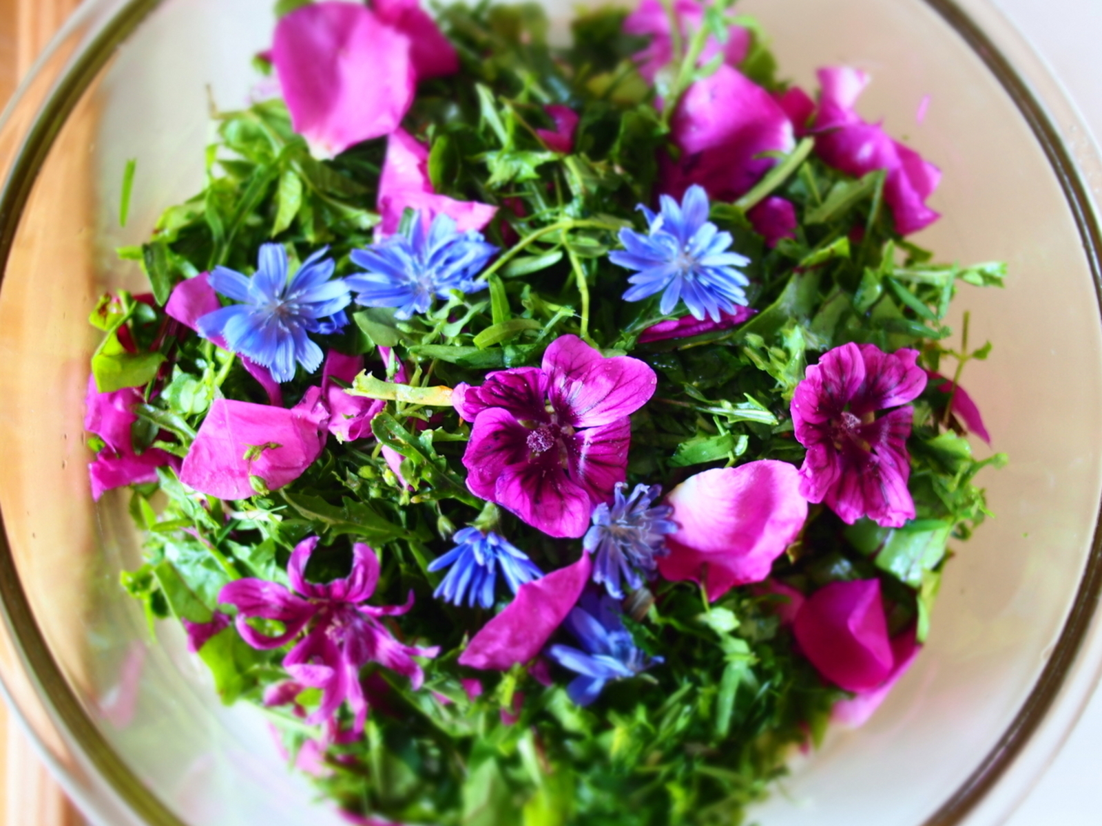 Kräuterwanderungen in Ahrenshoop