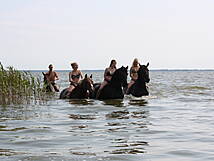 Reiterhof Andreas Völkner Ahrenshoop / Althagen