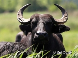Gut Darß Born Born a. Darß 833442833442