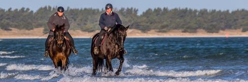 Reittouristik Angelika Bergmann Prerow - Strandausritte
