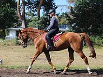 Reittouristik Angelika Bergmann Prerow - Platzstunde