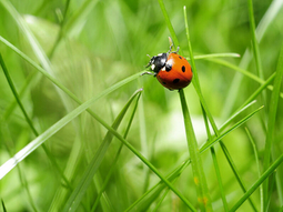 B &amp; M Kowalewski Garten- und Landschaftsgestaltung Hausmeisterservice  Wieck a. Darß
