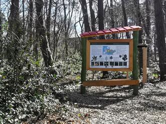 Walderlebnispfad Dierhagen - Infotafel Esskastanie / Baumhasel