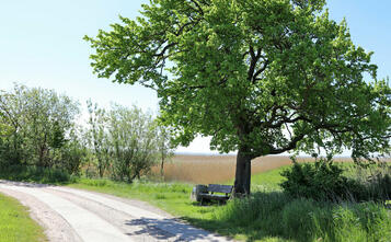 Barnstorf-Tour - Alter Birnbaum