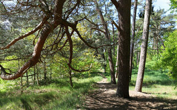 Barnstorf-Tour - Friedhofswäldchen