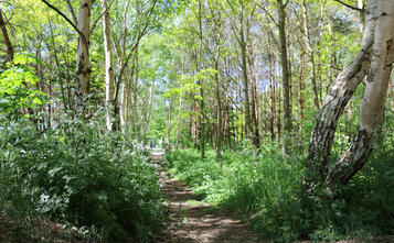 Barnstorf-Tour - Friedhofswäldchen