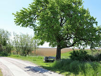 Barnstorf-Tour - Alter Birnbaum