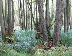 Fahrrad- und Reitweg am Bodden