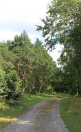 Ribnitzer Moor-Tour - Bollhäger Weg