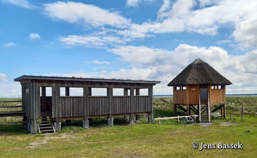 Kraniche beobachten vom Kranichbeobachtungspunkt Pramort