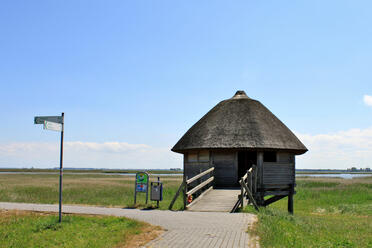 Kraniche beobachten am Kranichbeobachtungspunkt Zingst