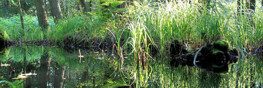 Nationalpark Vorpommersche-Boddenlandschaft