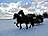 Schlittenfahrten im Winter