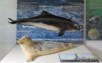 NATUREUM Darßer Ort - Vitrine Schweinswale und Robben