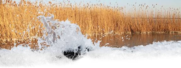 Schilfgürtel Born a. Darß