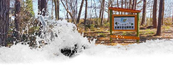 Walderlebnispfad Dierhagen