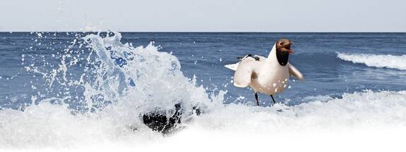 Fischland-Darß-Zingst Allgemein