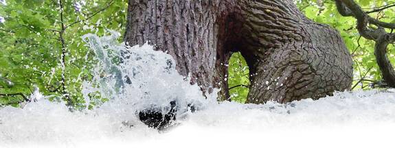 Sage von der Hertesburg 