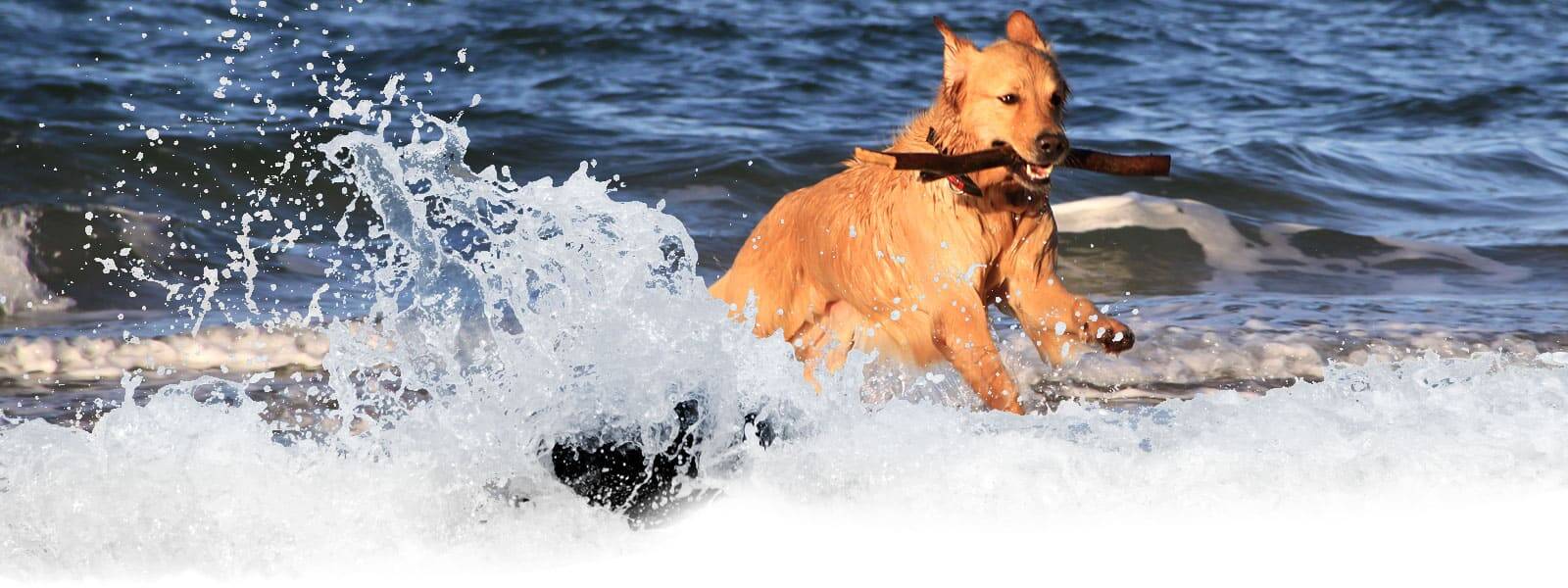 Urlaub mit Hund: Hundestrand