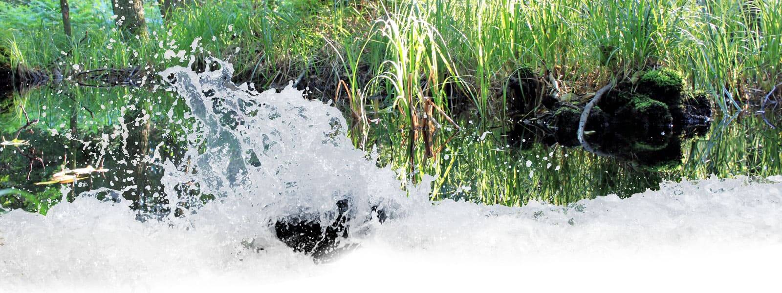 Nationalpark Vorpommersche-Boddenlandschaft