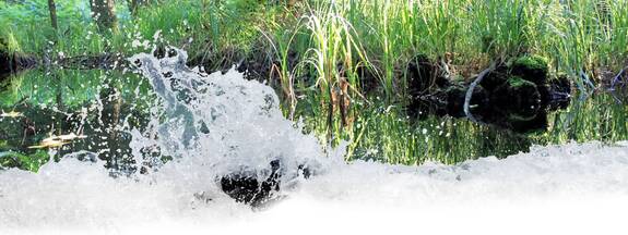 Nationalpark Vorpommersche-Boddenlandschaft