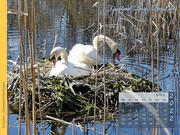 Schwäne Ostseebad Dierhagen