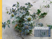 Stranddistel Ostseebad Ahrenshoop