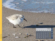Sanderling