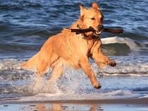 Urlaub mit Hund in Wieck a. Daß