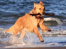 Hundestrände Fischland-Darß-Zingst