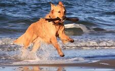 Urlaub mit Hund