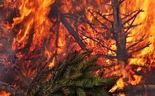 Weihnachtsbaum adé auf der Fest- und Erlebniswiese in Born a. Darß