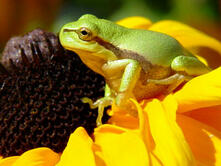 Ostsee Fischland-Darß-Zingst