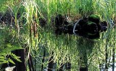 Nationalpark Vorpommersche-Boddenlandschaft