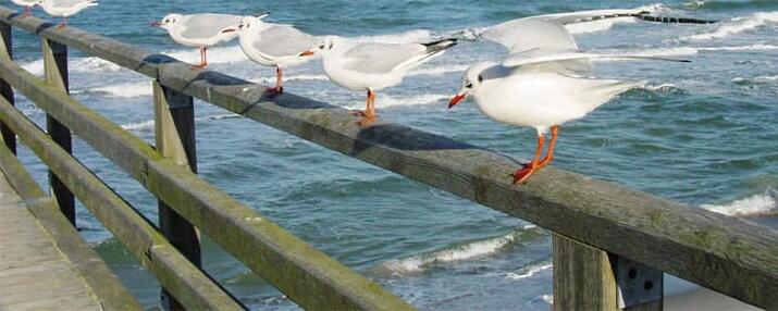 Seebrücken - Fischland-Darß-Zingst