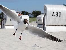 Ostseebäder und Erholungsorte Fischland-Darß-Zingst