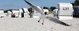 Ostseebäder Fischland-Darß-Zingst: Ostseebad Prerow