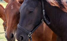 Reiten und Kutschfahrten