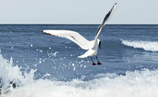 Ladengeschäfte in Wustrow