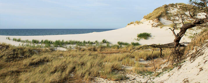 Düne Ostzingst - Fischland-Darß-Zingst