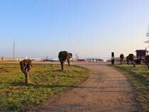 breiter Sandweg zum Hafen Wieck a. Darß