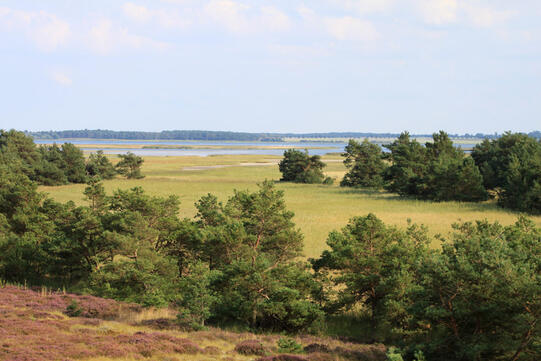 Sundische Wiese auf dem Zingst