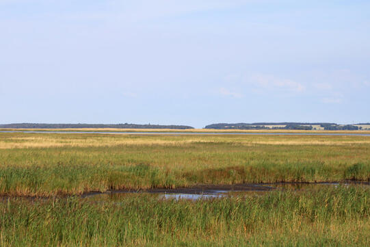 Sundische Wiese auf dem Zingst