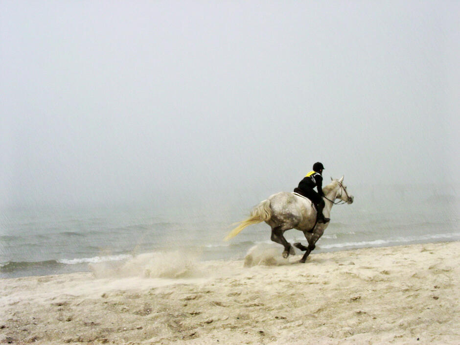 20. Fischländer Strandgalopprennen