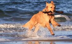 Urlaub mit Hund